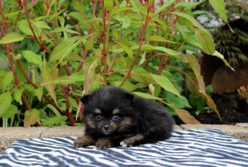 puppy, for, sale, Pomeranian, Matthew B. Stoltzfus, dog, breeder, Gap, PA, dog-breeder, puppy-for-sale, forsale, nearby, find, puppyfind, locator, puppylocator, aca